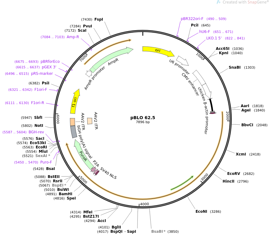 pBLO 62.5质粒图谱